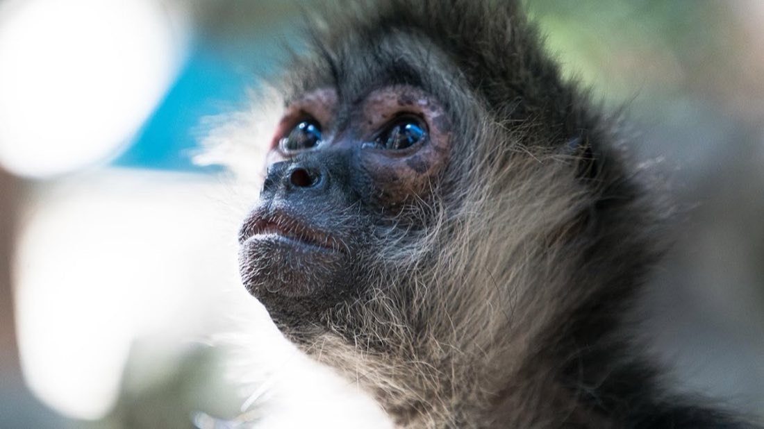 Monkey Sanctuary