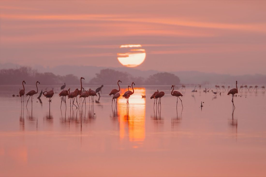 Las Coloradas · Pink Waters