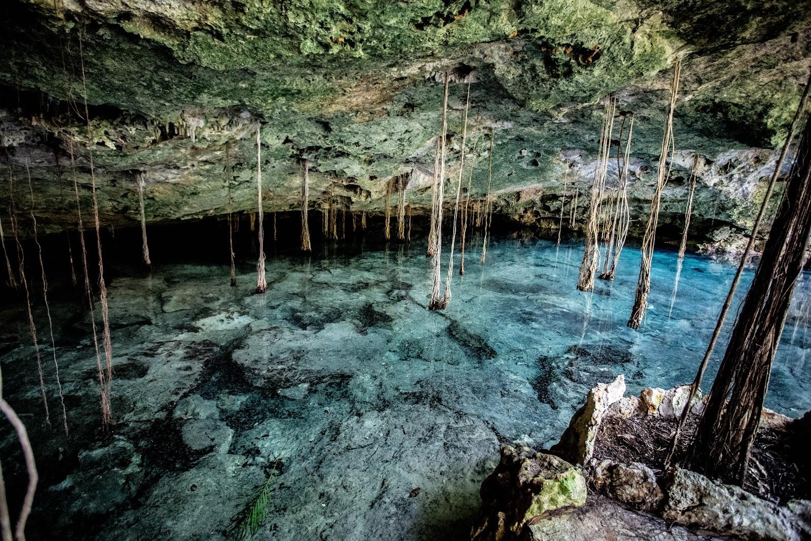 A turquoise cenote pool inside a jungle cavern, with hundreds of slender tree roots hanging from the rock ceiling down to the clear water in daylight.
