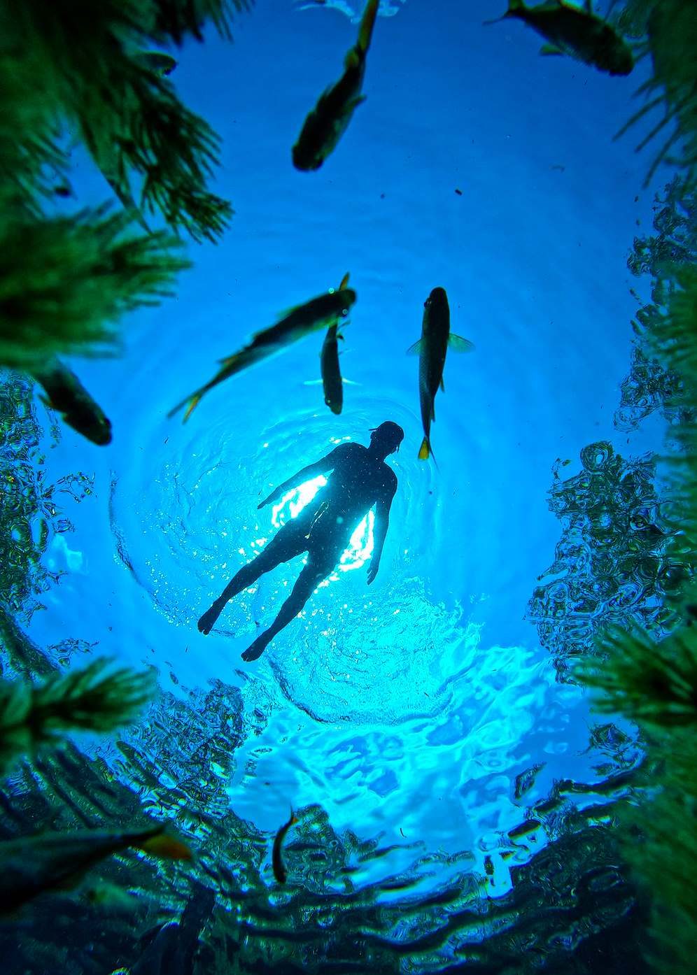 A swimmer seen from below the surface, with fish around