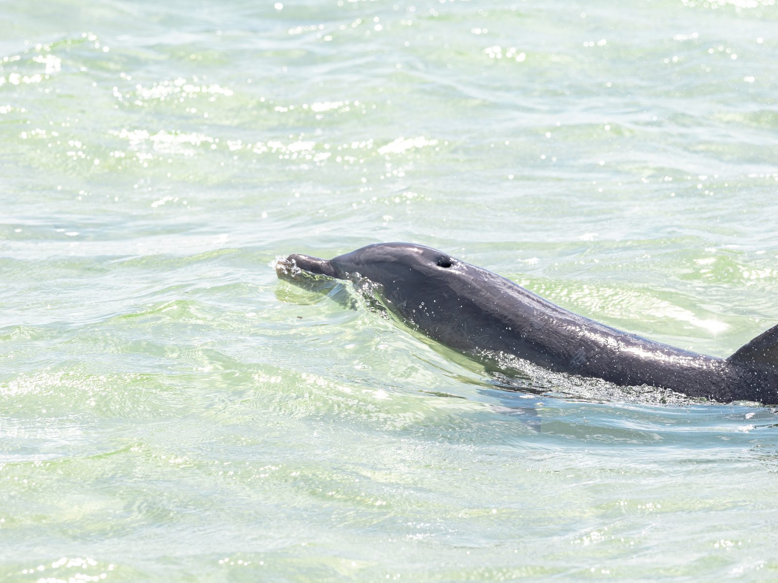 Un delfín asomando en el agua verde y baja