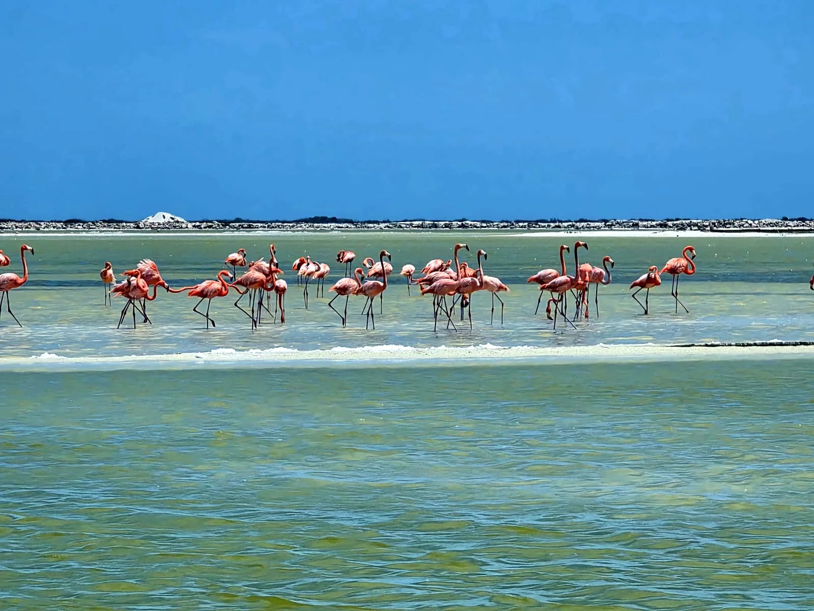 A flock of pink flamingos wading across a shallow sandbar in the Río Lagartos reserve under a deep blue sky
