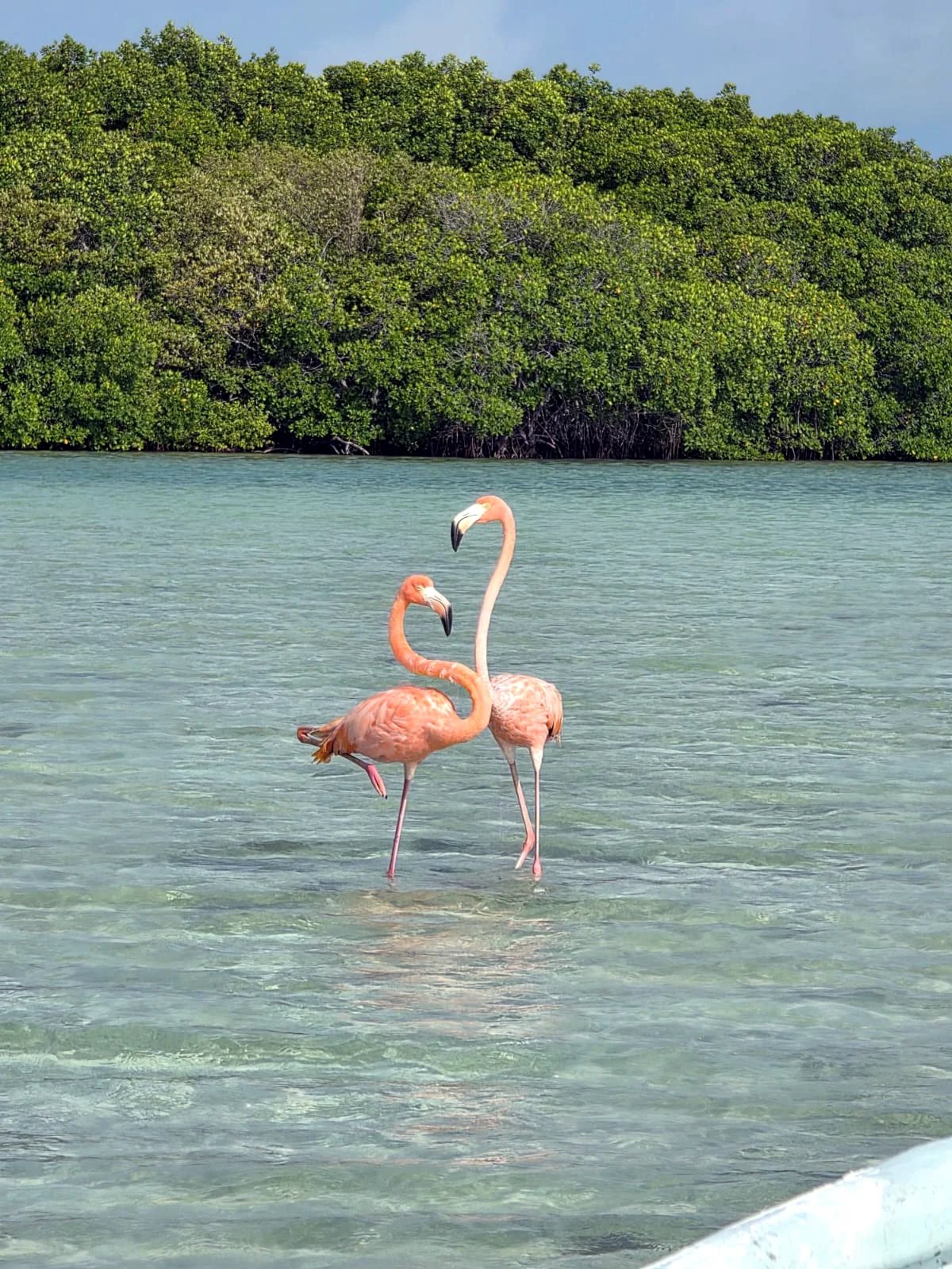 Two flamingos standing in clear turquoise shallows in front of a dense mangrove shoreline
