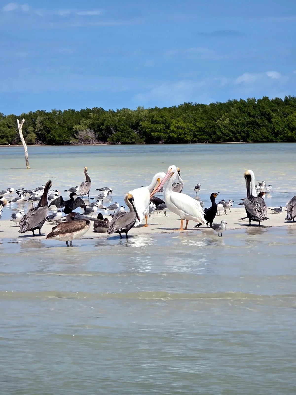 Pelicans, cormorants and gulls gathered together on a sandbank in the Río Lagartos reserve