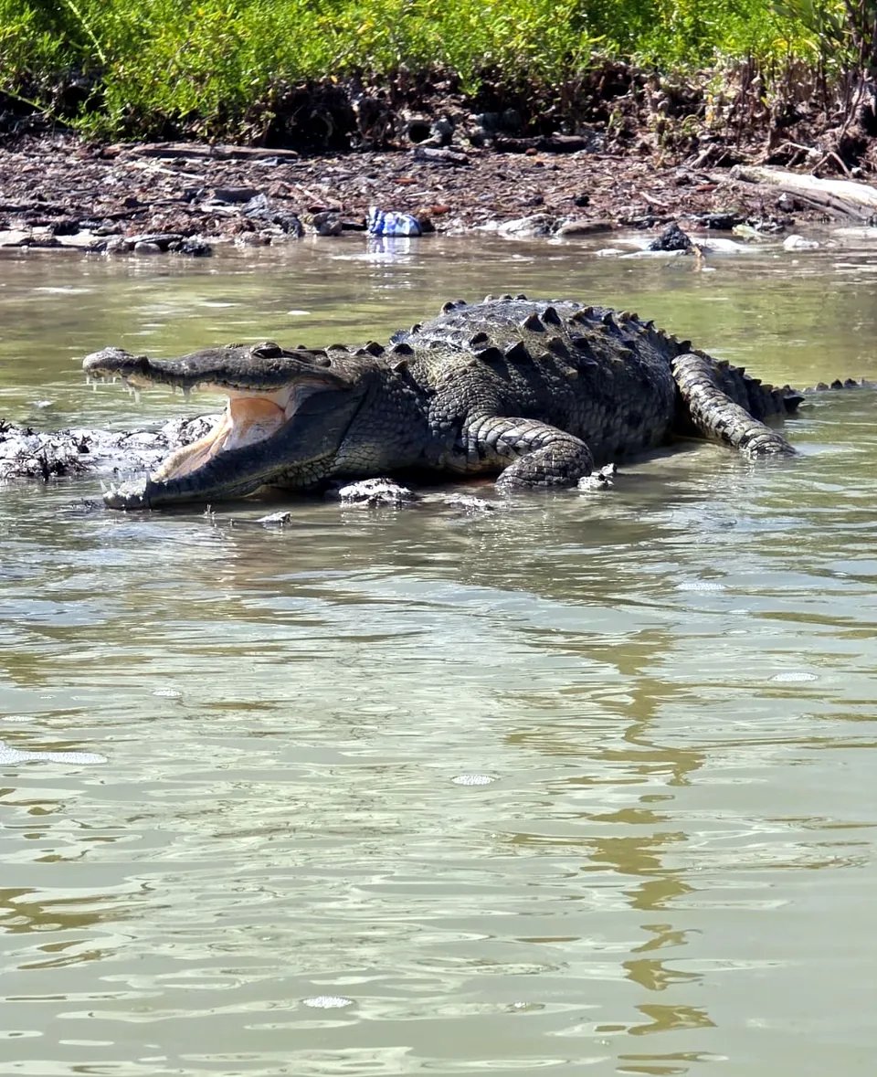 A crocodile resting at the water's edge along a mangrove channel in the Río Lagartos reserve