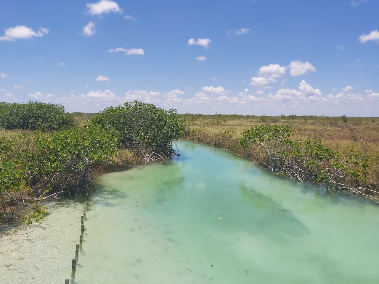 The clear turquoise Muyil canal at water level, fringed by mangroves
