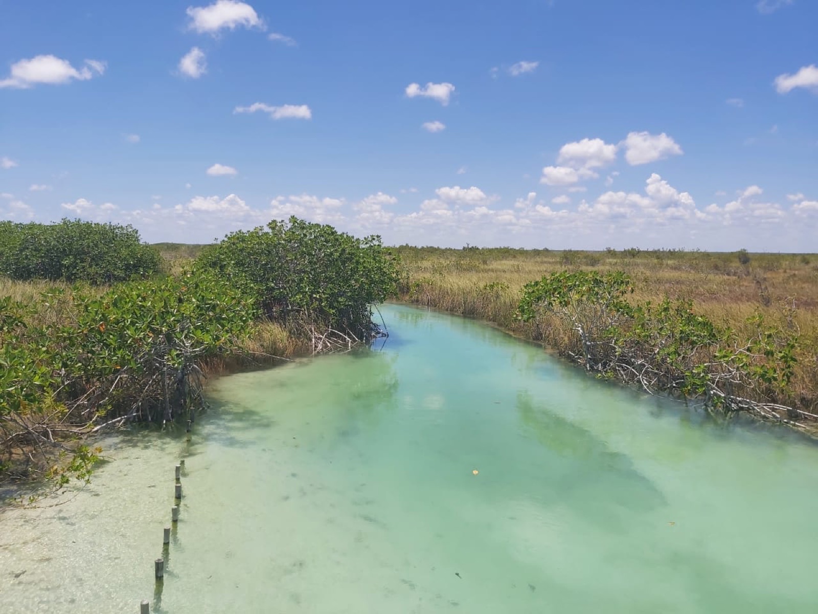The clear turquoise Muyil canal at water level, fringed by mangroves and marsh grass under a bright blue sky.