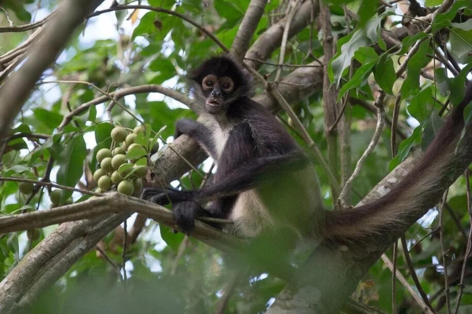 Un mono araña sobre una rama comiendo frutos silvestres entre el follaje de la selva.