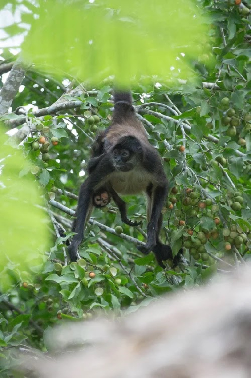 Un mono araña colgado entre las copas con su cría, alcanzando las ramas cargadas de frutos.