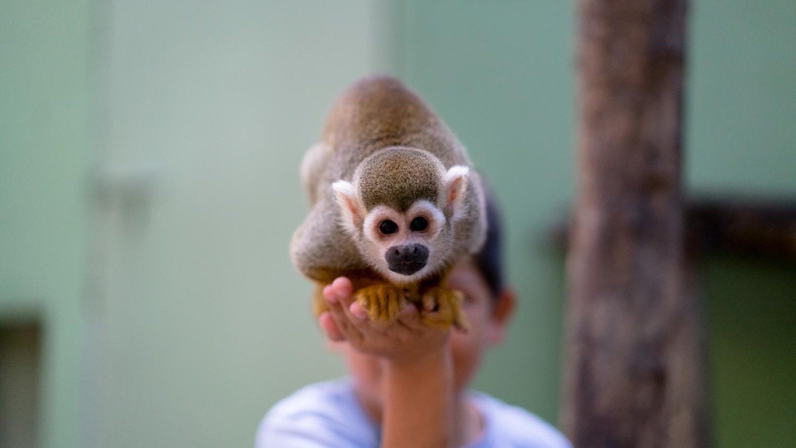 A small squirrel monkey perched on a visitor's hand, being hand-fed at the daytime monkey sanctuary.