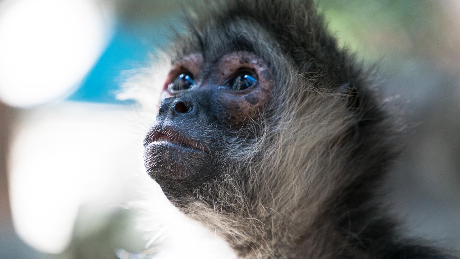 Close-up portrait of a spider monkey with dark, expressive eyes against a sunlit jungle background at a rescue sanctuary.