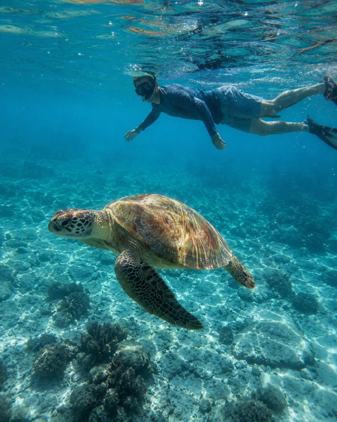 A snorkeler glides just above a green sea turtle in clear turquoise water over coral in Akumal Bay.