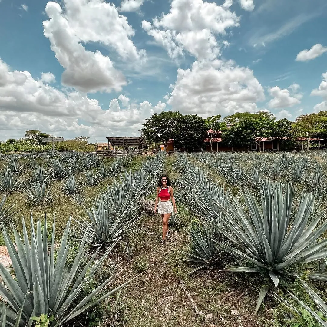 A field of agaves under a sky full of clouds