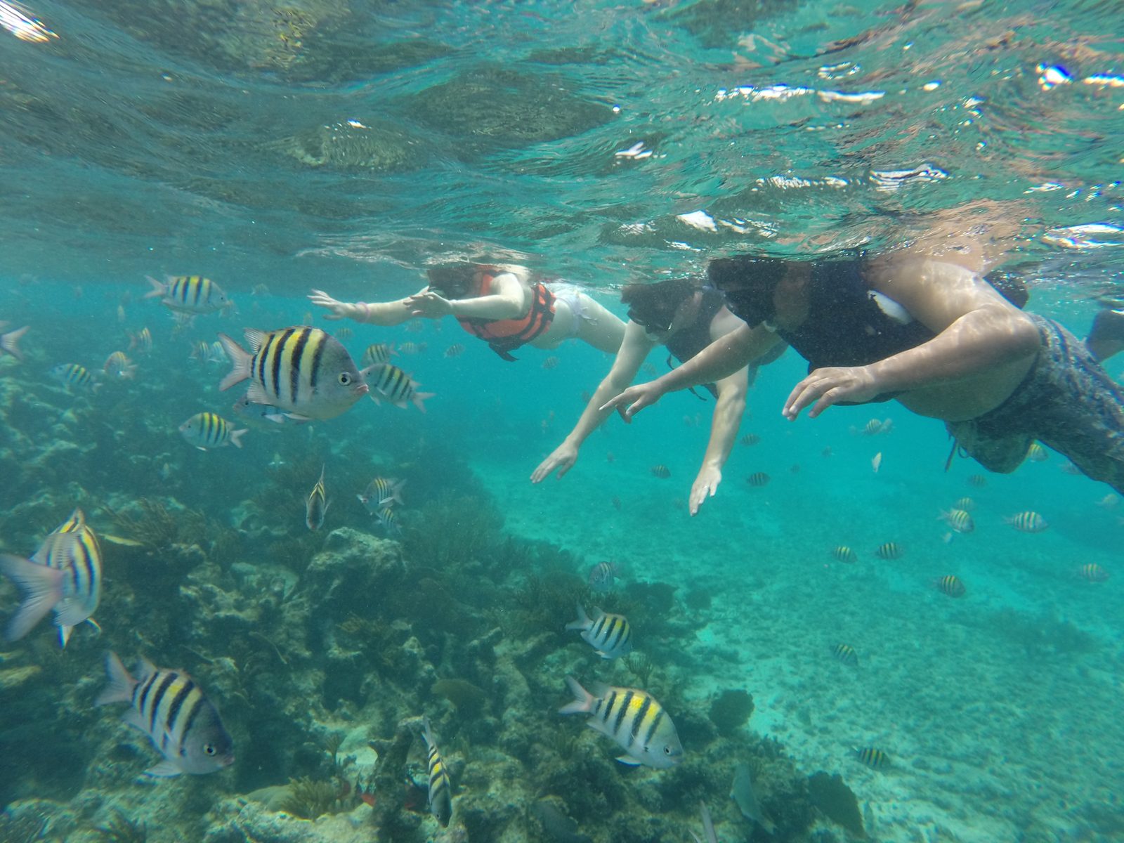 Snorkeling among sergeant majors on the reef