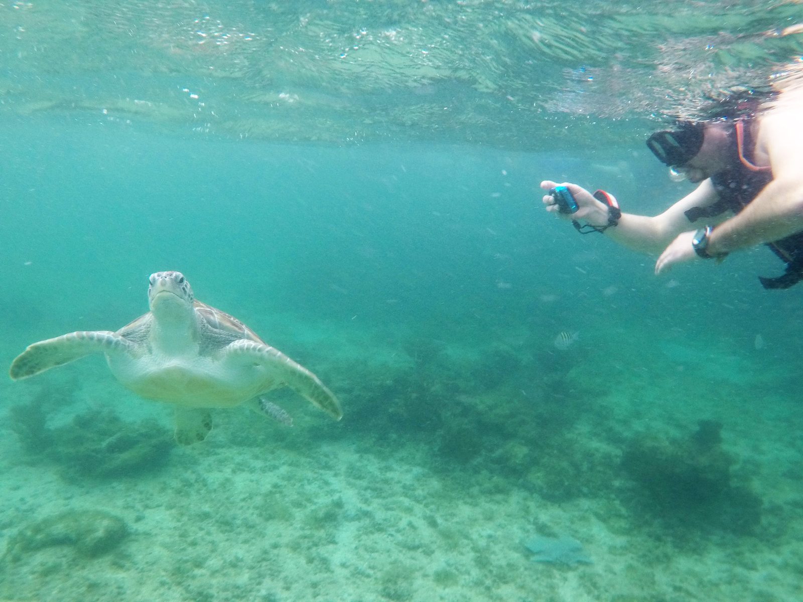 A sea turtle swimming past a snorkeler