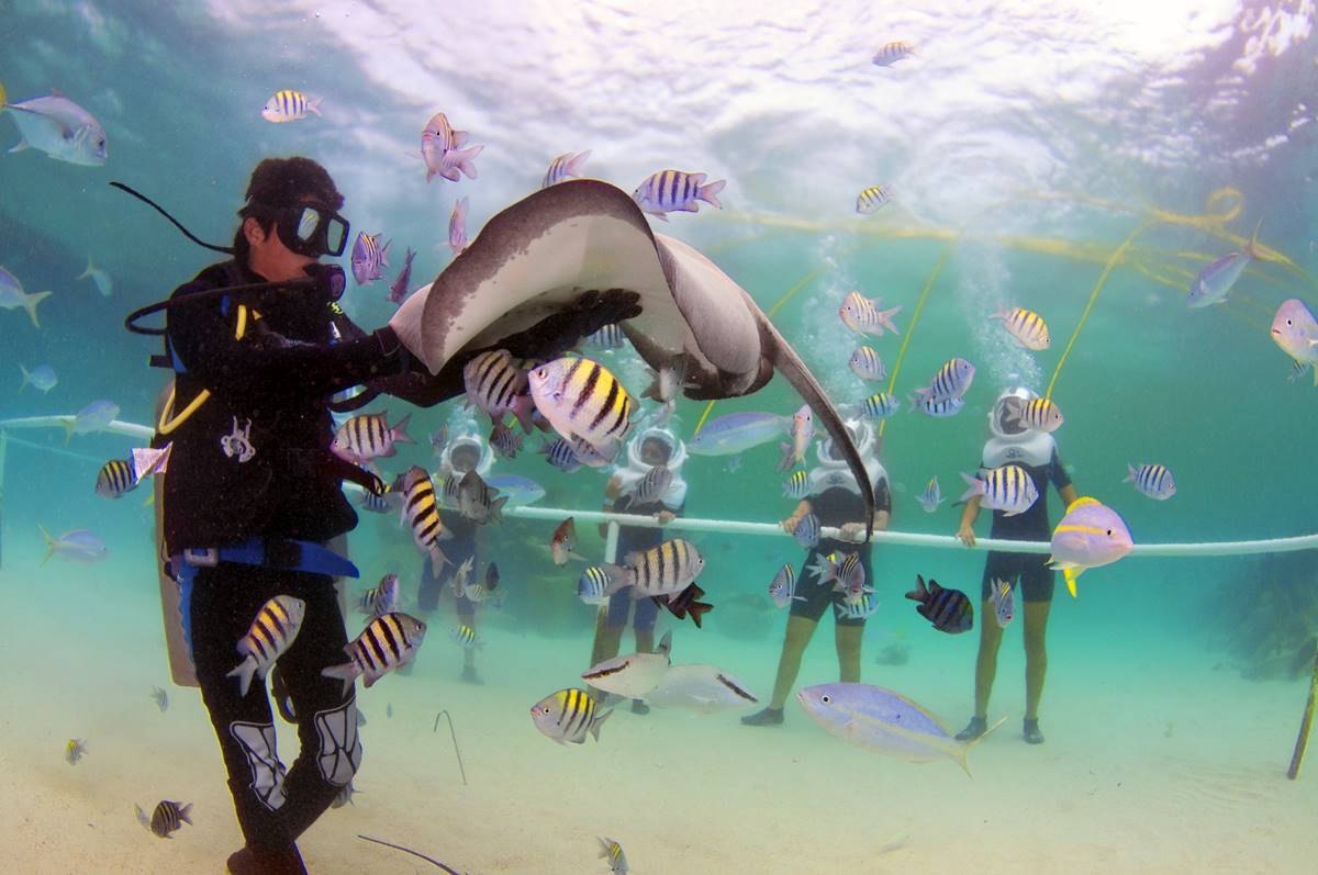 Snorkelling among tropical fish in the cove