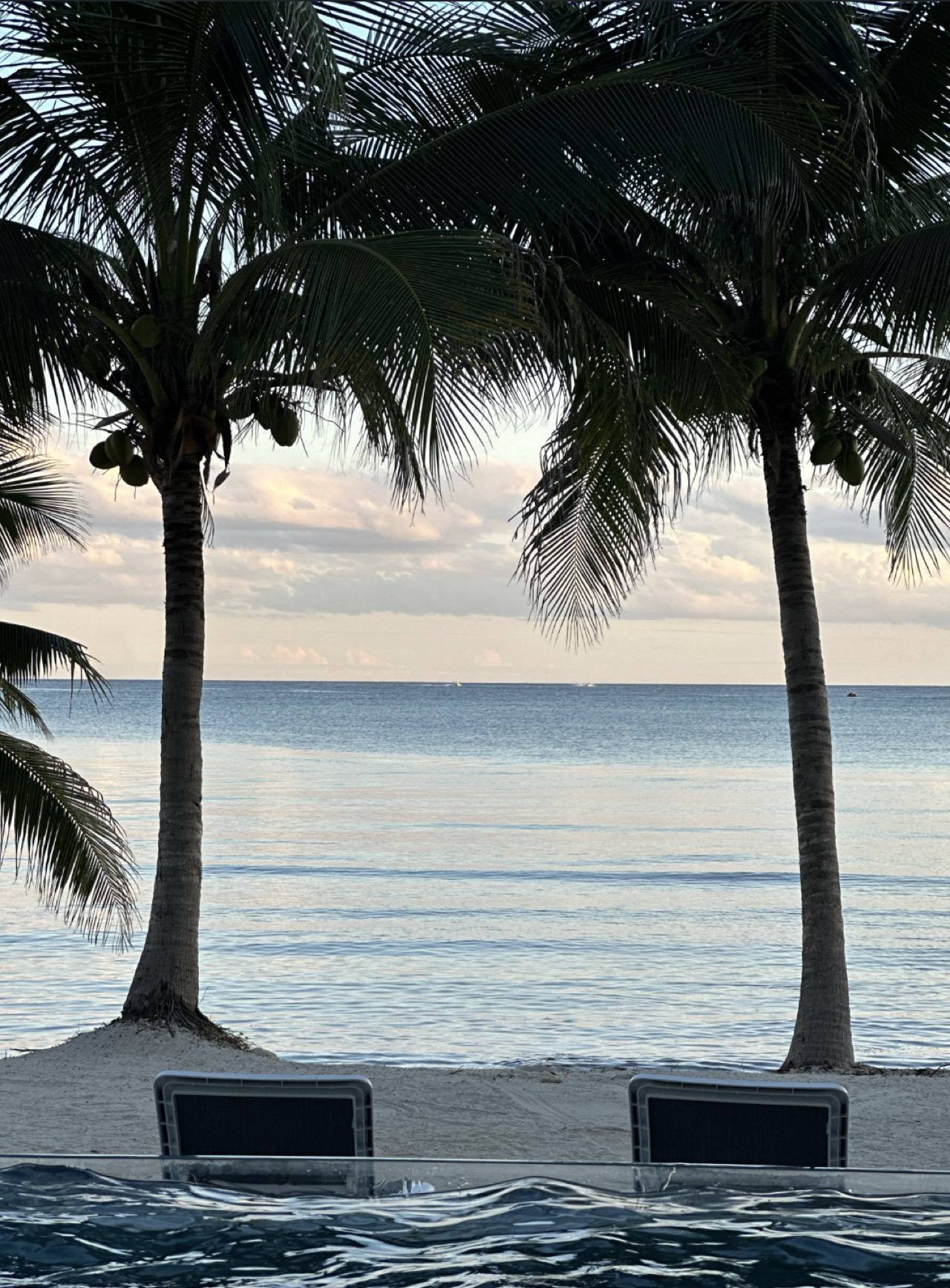 The pool's edge between two palms, facing the sea