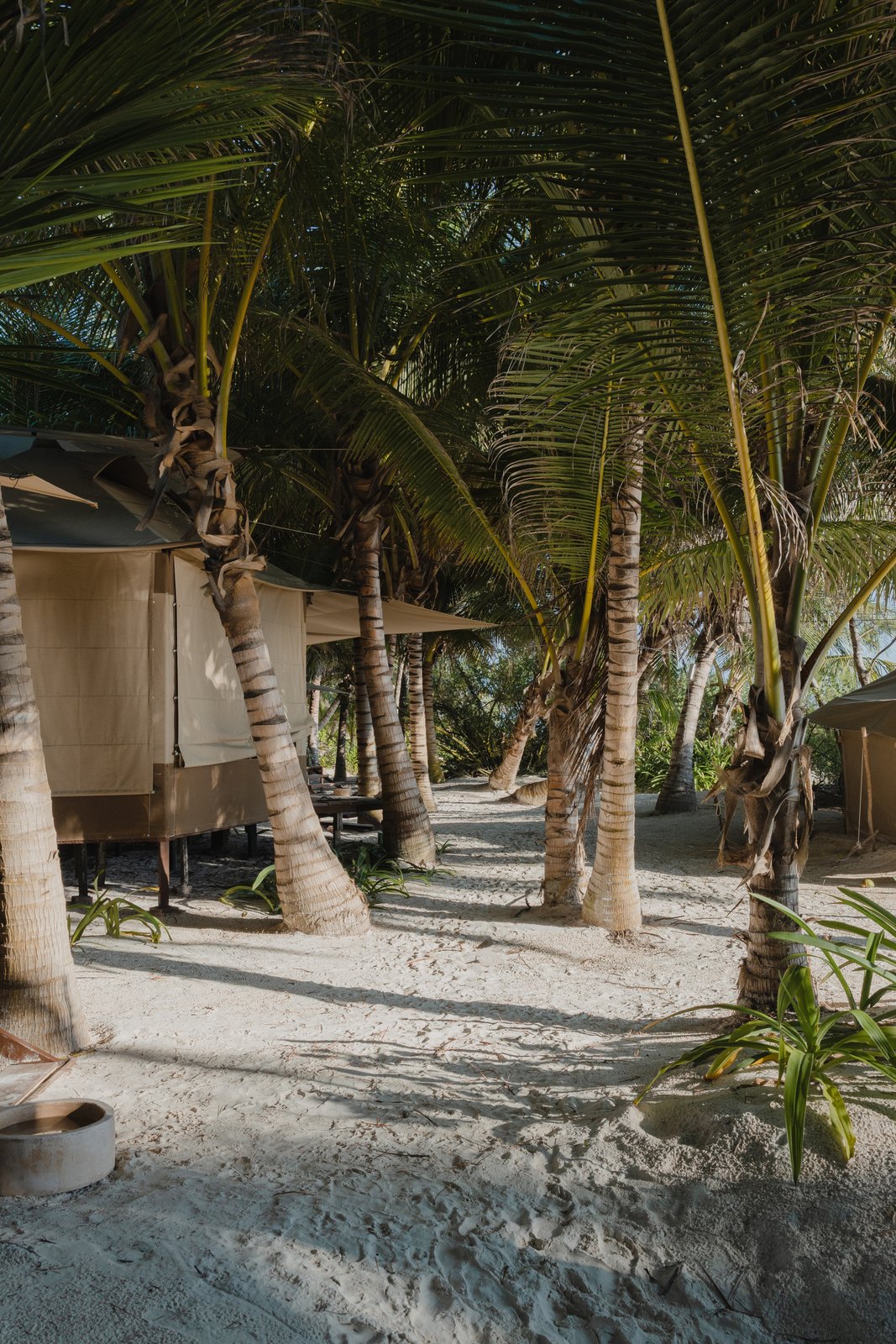 A sandy path between the tents under the palms