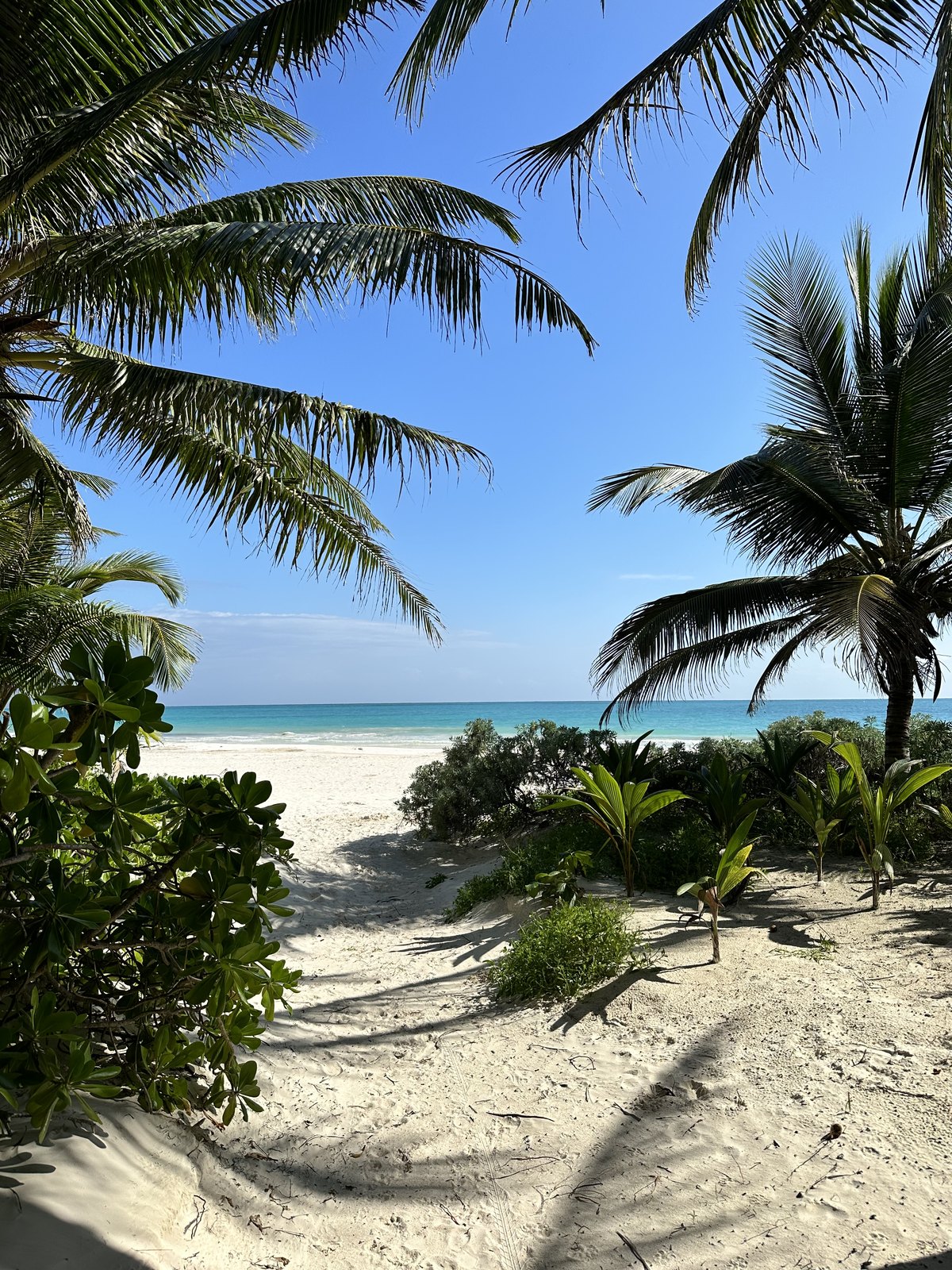 Palms and dune vegetation framing the beach